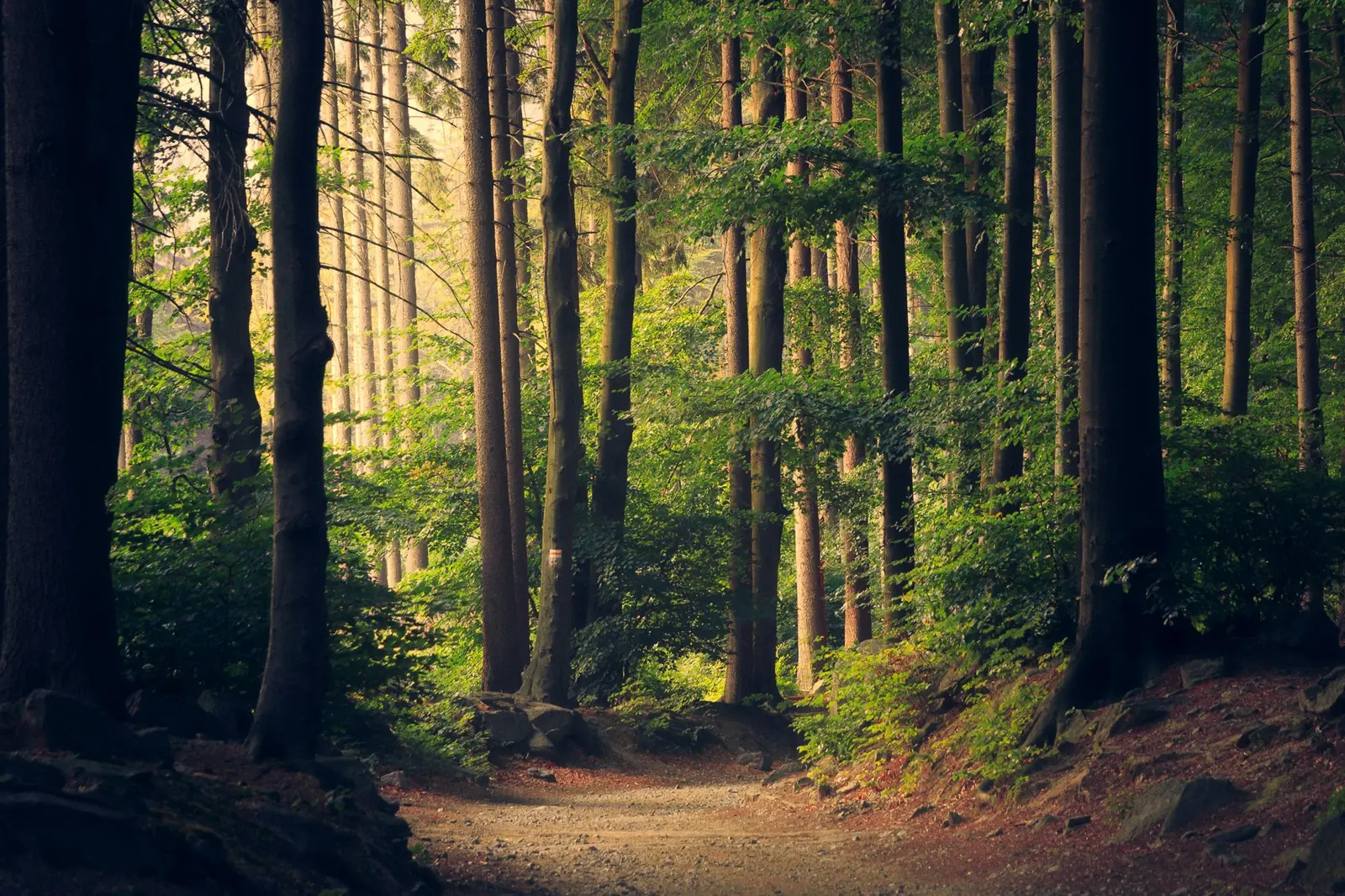 Forest light on a quiet path