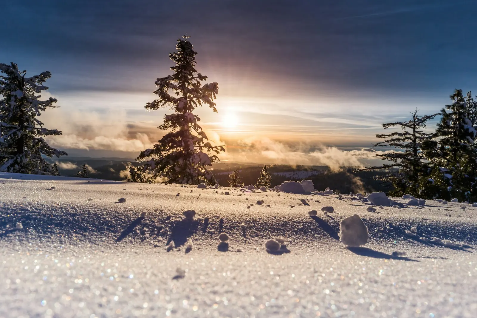 A snowy stand of trees